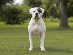 American Bulldog — front