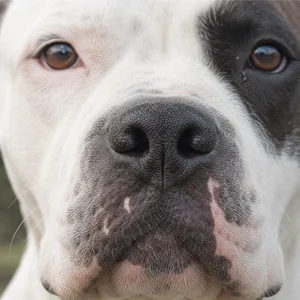 American Bulldog — nose