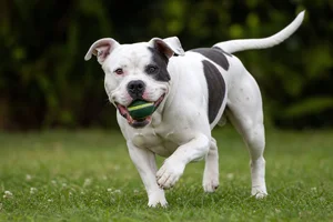 American Bulldog — playing
