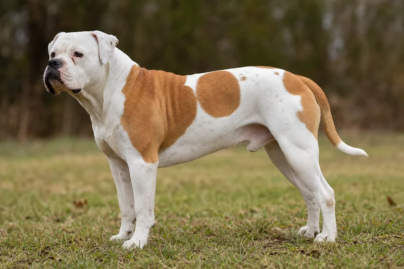 American Bulldog — side