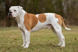 American Bulldog dog