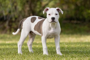 American Bulldog — puppy (~4 mo)