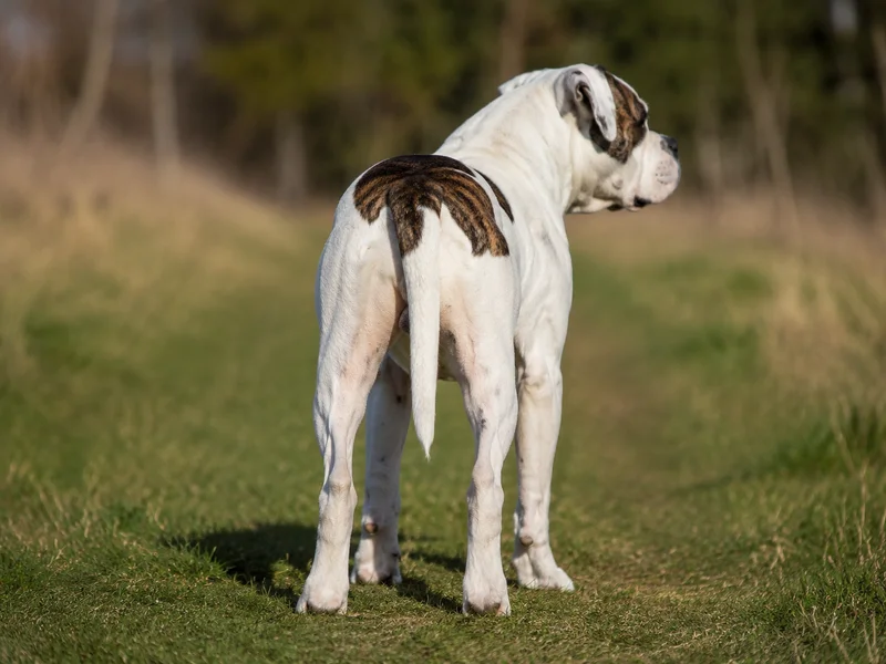 American Bulldog — rear