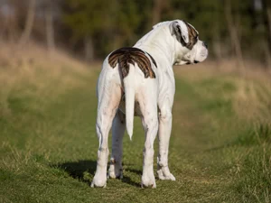 American Bulldog — rear