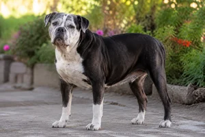 American Bulldog — senior