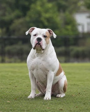 American Bulldog — sitting