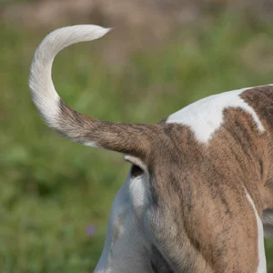 American Bulldog — tail