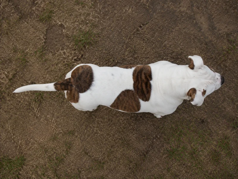 American Bulldog — top