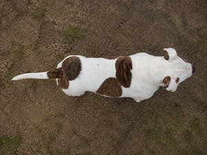 American Bulldog — top