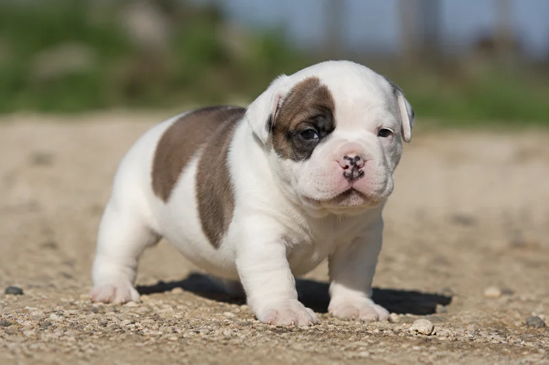 American Bulldog — young puppy (~1 mo)