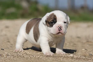 American Bulldog — young puppy (~1 mo)