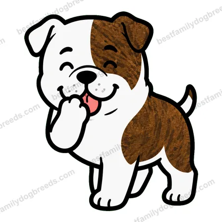 American Bulldog sticker 16