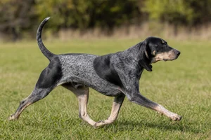 American English Coonhound — running
