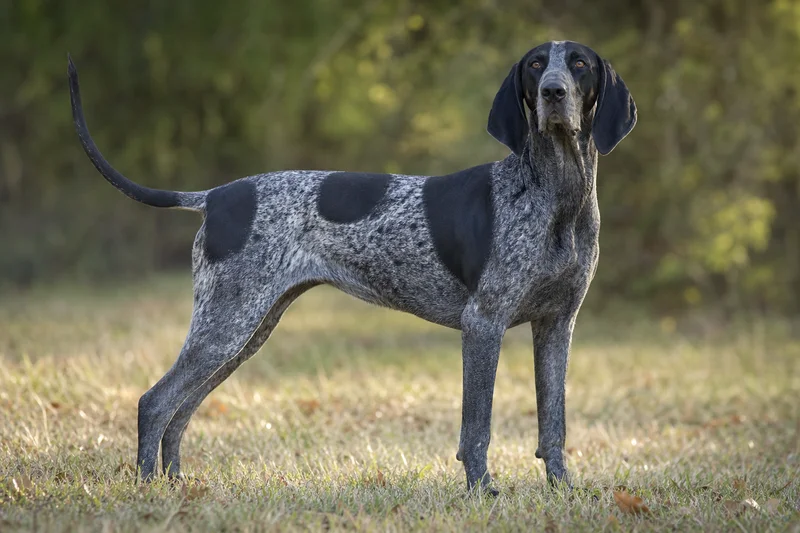 American English Coonhound — adult