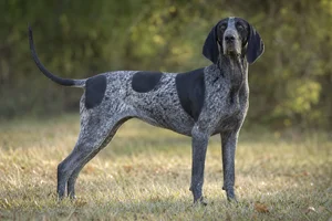 American English Coonhound — adult