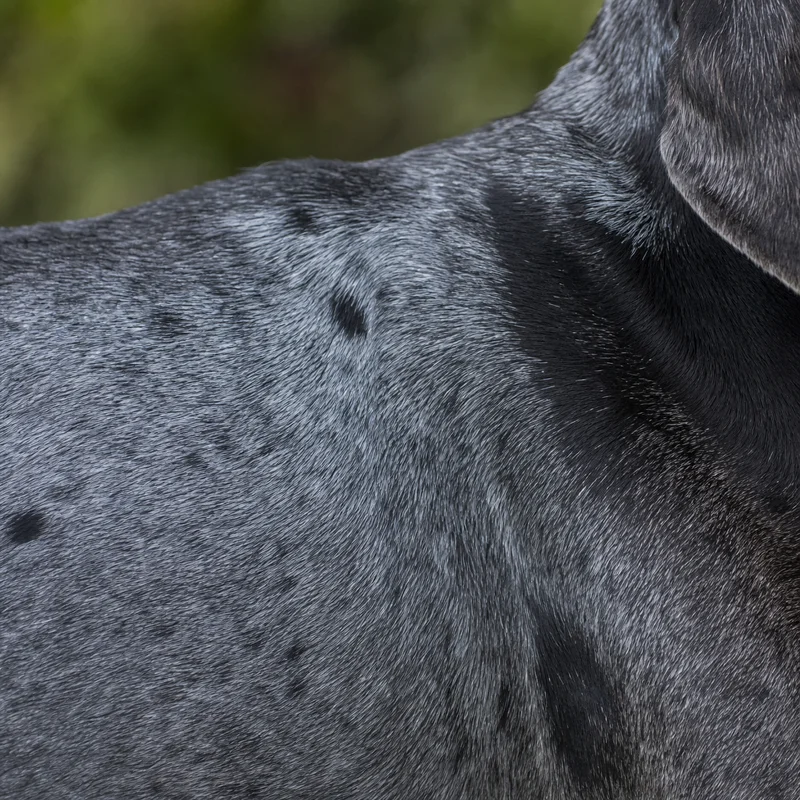 American English Coonhound — coat texture