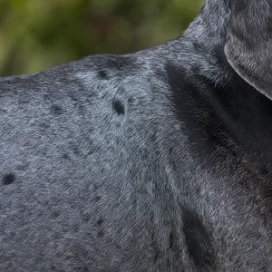 American English Coonhound — coat texture