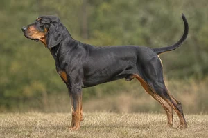 American English Coonhound — Black & Tan coat