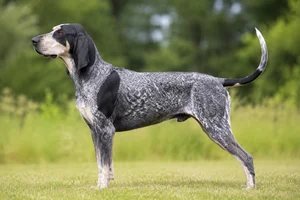 American English Coonhound — Bluetick coat