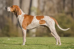 American English Coonhound — Red & White coat