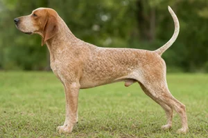 American English Coonhound — Redtick coat