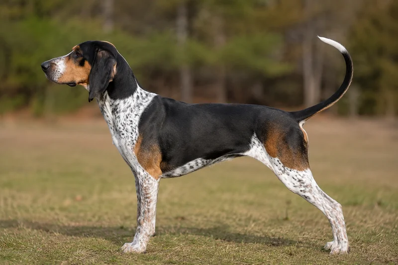 American English Coonhound — Tri-color coat