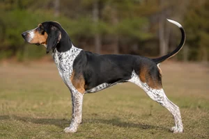 American English Coonhound — Tri-color coat