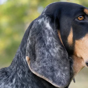 American English Coonhound — ears