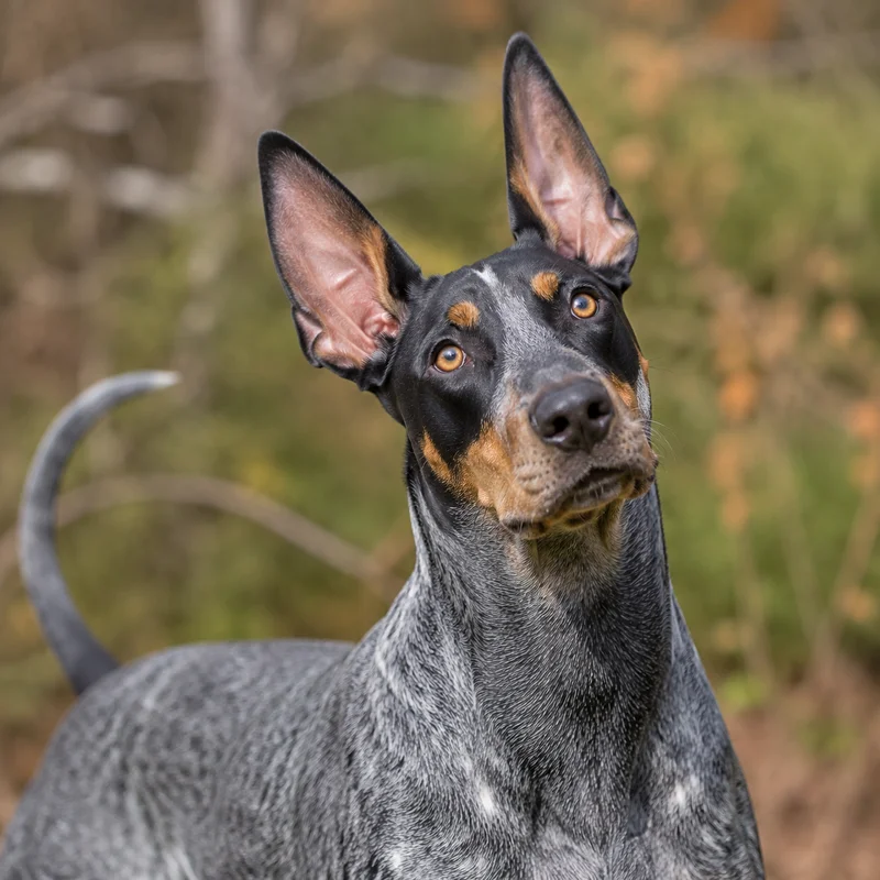 American English Coonhound — alert