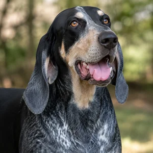 American English Coonhound — happy
