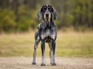 American English Coonhound — front