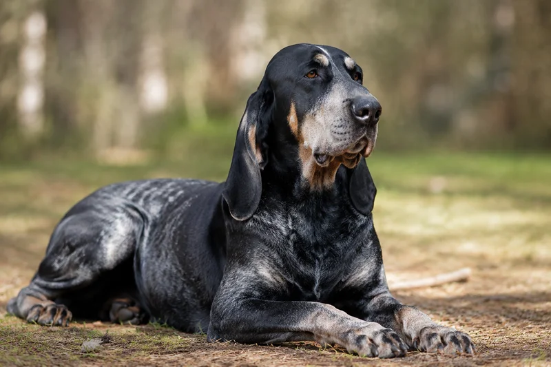 American English Coonhound — lying down