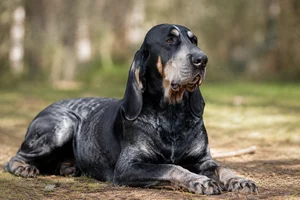 American English Coonhound — lying down