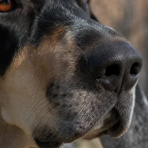 American English Coonhound — nose