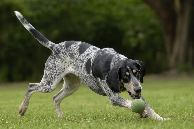 American English Coonhound — playing