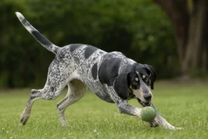 American English Coonhound — playing