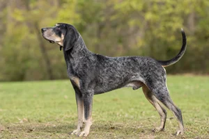 American English Coonhound dog