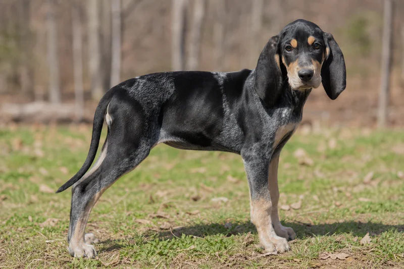 American English Coonhound — puppy (~4 mo)
