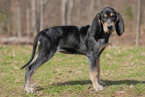 American English Coonhound — puppy (~4 mo)