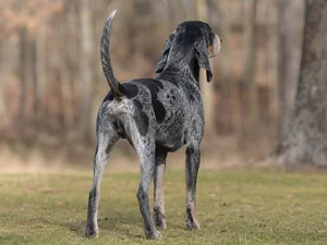 American English Coonhound — rear