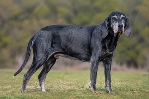 American English Coonhound — senior