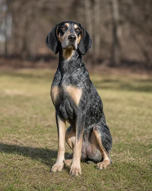 American English Coonhound — sitting