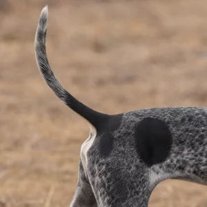 American English Coonhound — tail