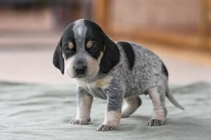 American English Coonhound — young puppy (~1 mo)