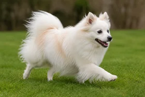 American Eskimo Dog — running