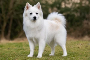 American Eskimo Dog — adult