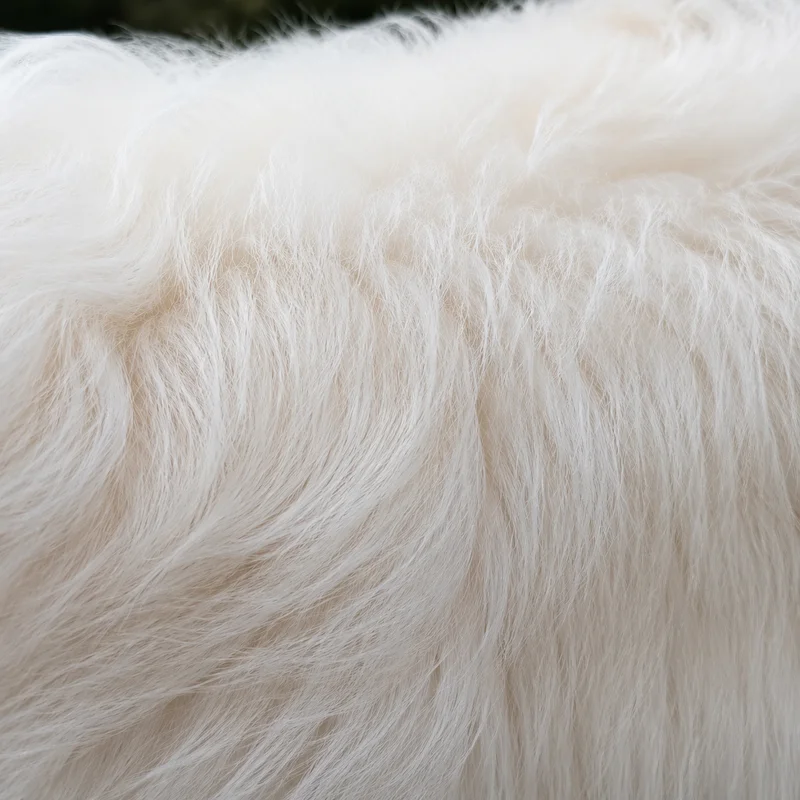 American Eskimo Dog — coat texture