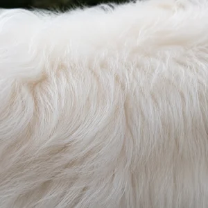 American Eskimo Dog — coat texture
