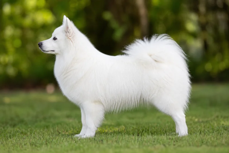 American Eskimo Dog — White coat