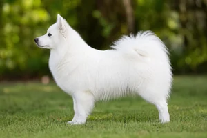American Eskimo Dog — White coat